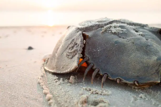 Horseshoe crab crawling back to the ocean on the beach on Delaware Bay at sunrise