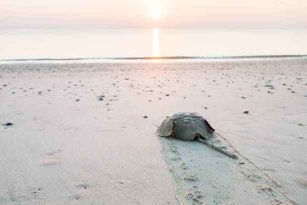 Horseshoe crab crawling back to the ocean on the beach on Delaware Bay at sunrise