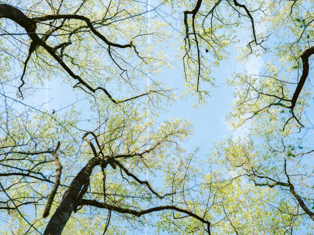 Upward view of tree branches in spring stock photo