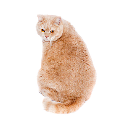 cat scottish straight cream - colored. A fat cat with red hair sits with his back and looks at the frame. A sad fluffy cat.