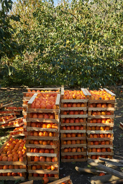 istock Fresh persimmon fruit in a wooden boxes, close-up 1133259348
