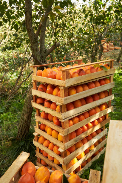 istock Fresh persimmon fruit in a wooden boxes, close-up 1133259351