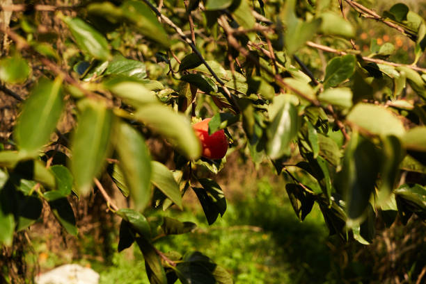 istock Persimmons on persimmon tree organic fruit at the farm 1133259352