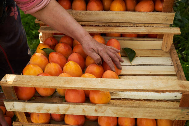 istock The farmer's hands stacks fresh persimmon fruit in wooden box 1133259358