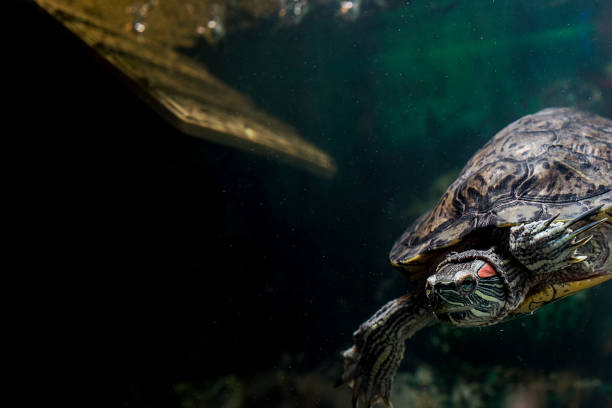istock Pet turtle red-eared slider or Trachemys scripta elegans in aquarium 1133262116