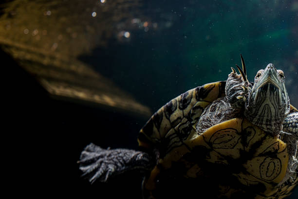 istock Pet turtle red-eared slider or Trachemys scripta elegans in aquarium 1133262117