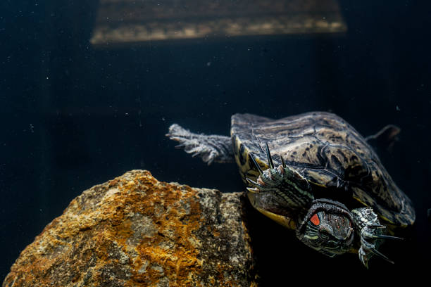 istock Pet turtle red-eared slider or Trachemys scripta elegans in aquarium 1133262118