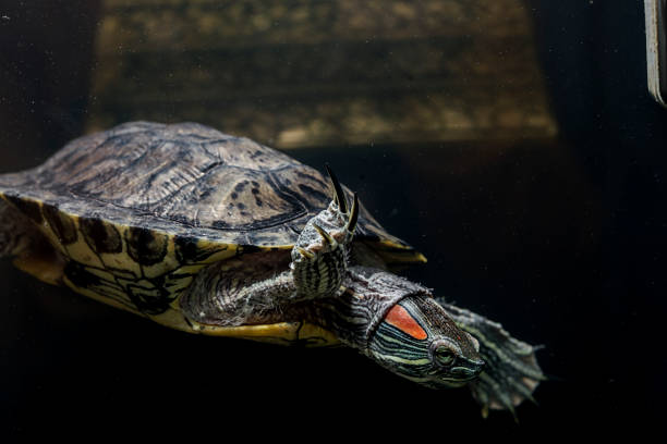 istock Pet turtle red-eared slider or Trachemys scripta elegans in aquarium 1133262119