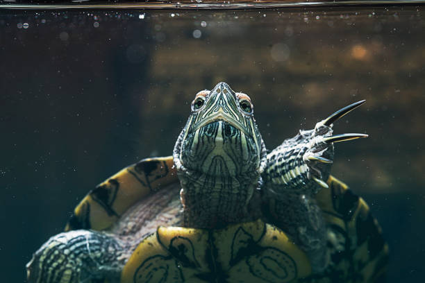 istock Pet turtle red-eared slider or Trachemys scripta elegans in aquarium 1133262120
