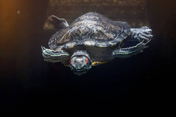 istock Pet turtle red-eared slider or Trachemys scripta elegans in aquarium 1133262126