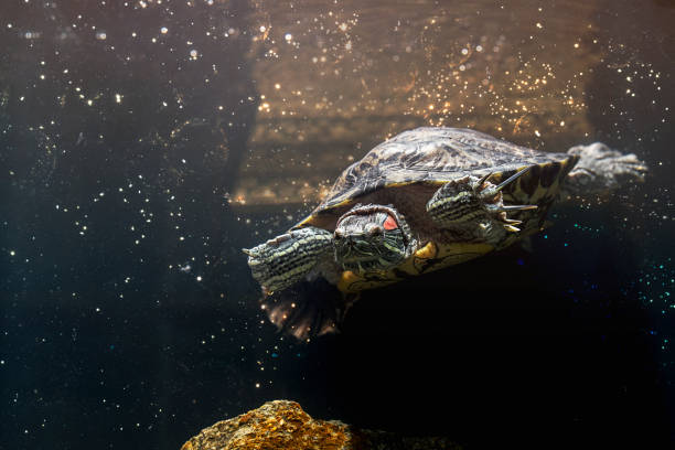istock Pet turtle red-eared slider or Trachemys scripta elegans in aquarium 1133262130