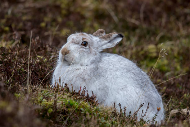 istock The mountain hare also known as snow hare 1133262493