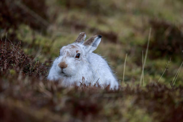 istock The mountain hare also known as snow hare 1133262497
