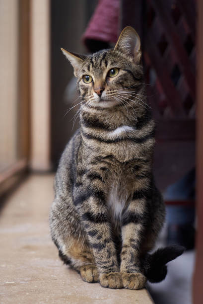 istock Beautiful striped grey cat walking by the window, indoor 1133263686