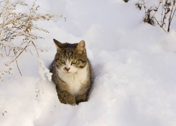 istock Funny gray tabby cat sitting in the deep snow 1133264750