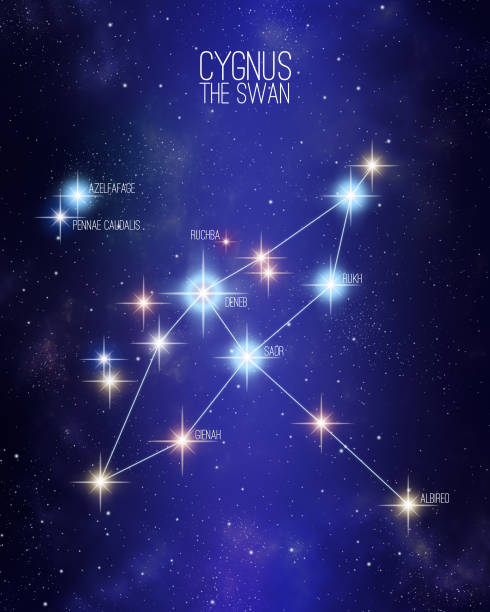 Cygnus the swan constellation on a starry sky illustration Cygnus the swan constellation on a starry space background with the names of its main stars. Relative sizes and different color shades based on the spectral star type. constellation cygnus stock illustrations