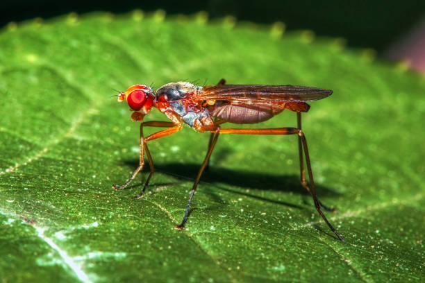 istock close up portrait orange fly on green leaf 1133264764