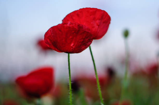 istock Spring scenery with red poppy flowers 1133266265