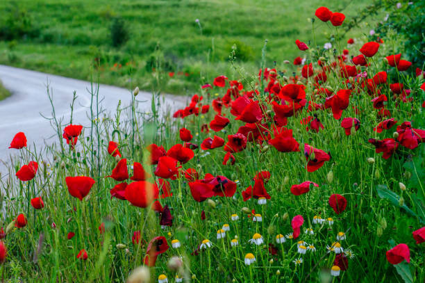 istock Spring scenery with red poppy flowers 1133266316