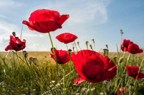 istock Spring scenery with red poppy flowers 1133266344