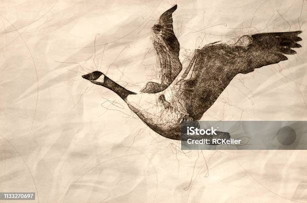 Sketch Of A Canada Goose Flying On White Background With Wings Outstretched Stock Illustration - Download Image Now