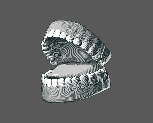 istock Engraving tooth and gum illustration on gray BG 1133270745