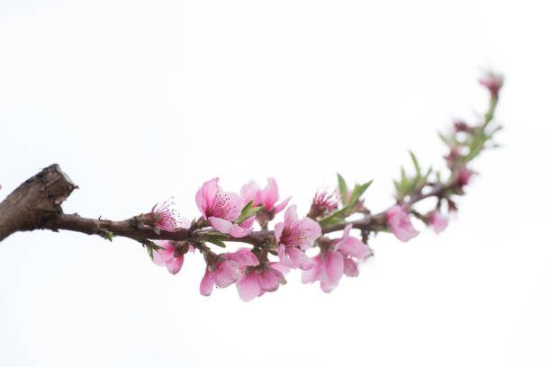 Close up shot of peach blossom tree. No people.