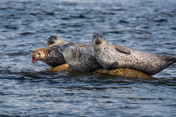 Harbor seals enjoying the sun, in Penobscot Harbor, Maine.