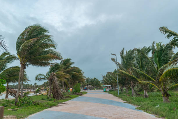 istock Palm trees blowing in the air 1133275285