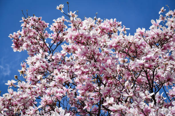 istock Magnolia flower blossom at early spring time 1133277834