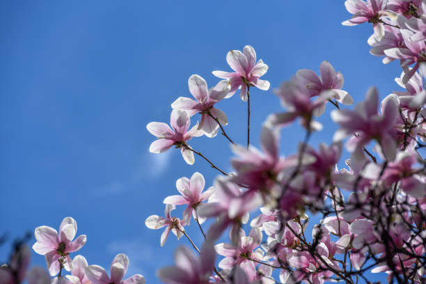 istock Magnolia flower blossom at early spring time 1133278374