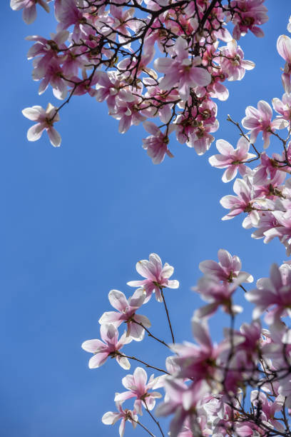 istock Magnolia flower blossom at early spring time 1133278386