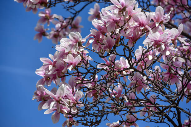 istock Magnolia flower blossom at early spring time 1133278393