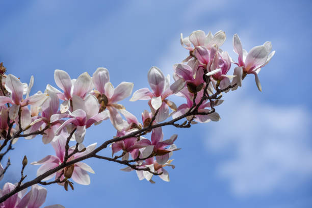 istock Magnolia flower blossom at early spring time 1133278465
