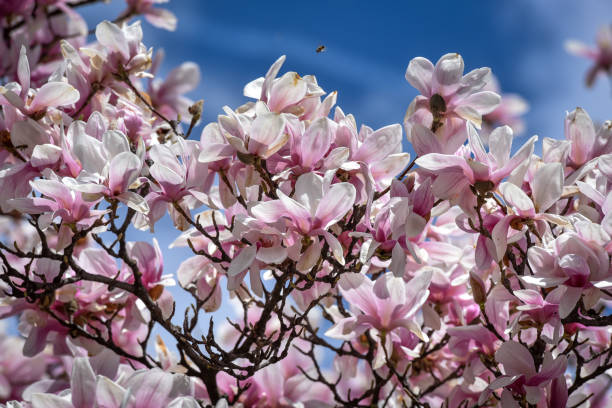 istock Magnolia flower blossom at early spring time 1133278517