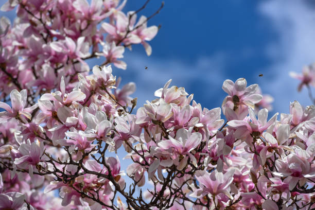 istock Magnolia flower blossom at early spring time 1133278529