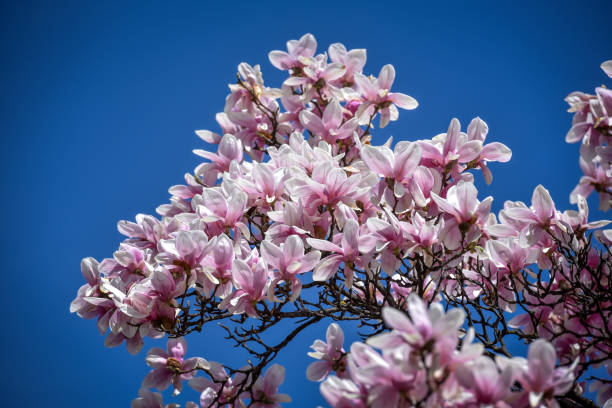 istock Magnolia flower blossom at early spring time 1133278534