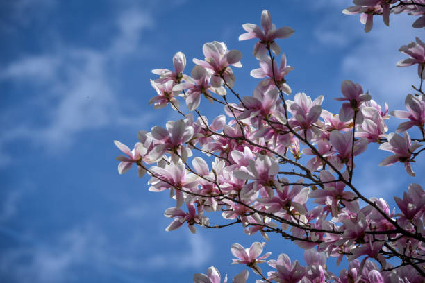 istock Magnolia flower blossom at early spring time 1133278540