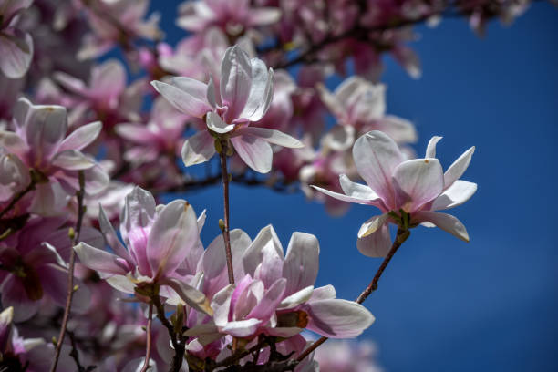 istock Magnolia flower blossom at early spring time 1133278548