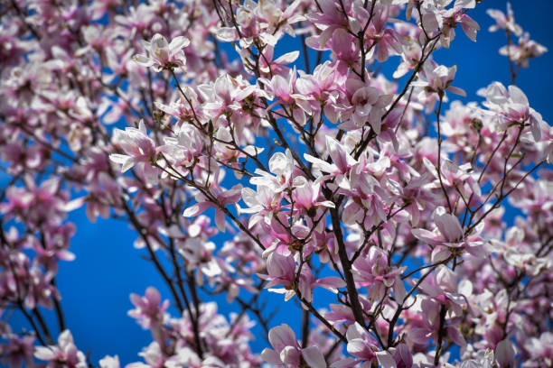 istock Magnolia flower blossom at early spring time 1133278575