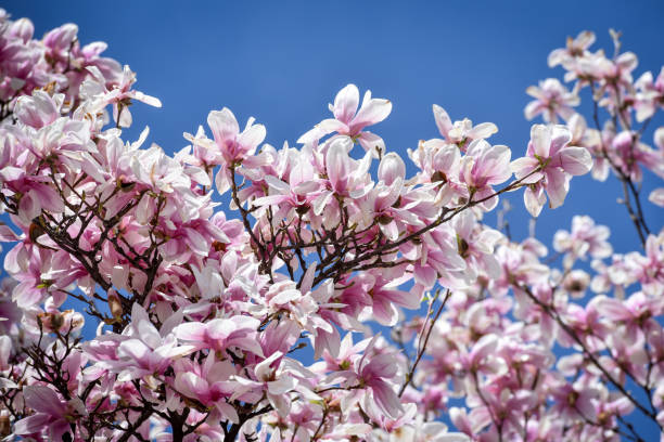 fiore di magnolia all'inizio della primavera - spring magnolia flower sky foto e immagini stock
