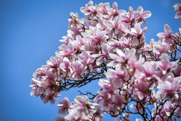 istock Magnolia flower blossom at early spring time 1133280153