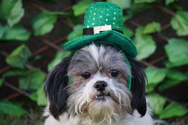 istock Black and White Shih Tzu Ready For St. Patty's Day 1133280805
