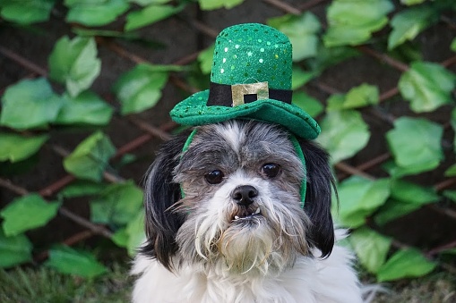 Black and White Shih Tzu Dog Ready for St. Patrick's Day. The dog is wearing holiday costume for St. Patty's Day. Photos are outside with ivy plants in the background.