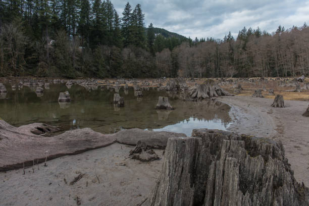 istock Tree stumps next to the water in washington state 1133286031
