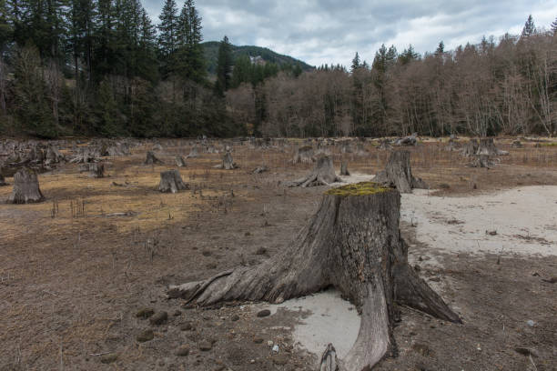 istock Tree stumps next to the water in washington state 1133286033