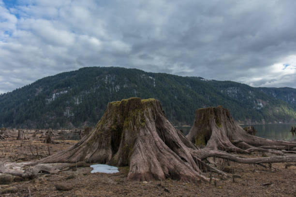 istock Tree stumps next to the water in washington state 1133286066