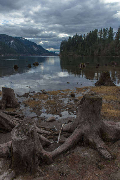 istock Tree stumps next to the water in washington state 1133286071