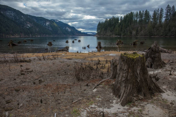 istock Tree stumps next to the water in washington state 1133286086