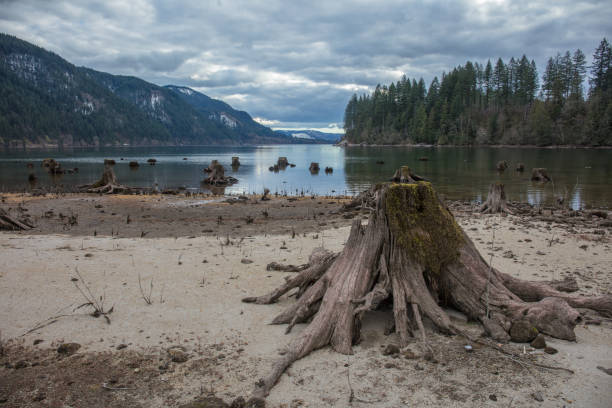 istock Tree stumps next to the water in washington state 1133286092